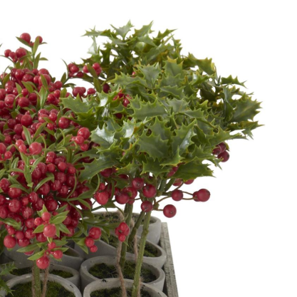 Potted Red Holly Berry
