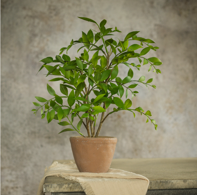 POTTED SMILAX PLANT