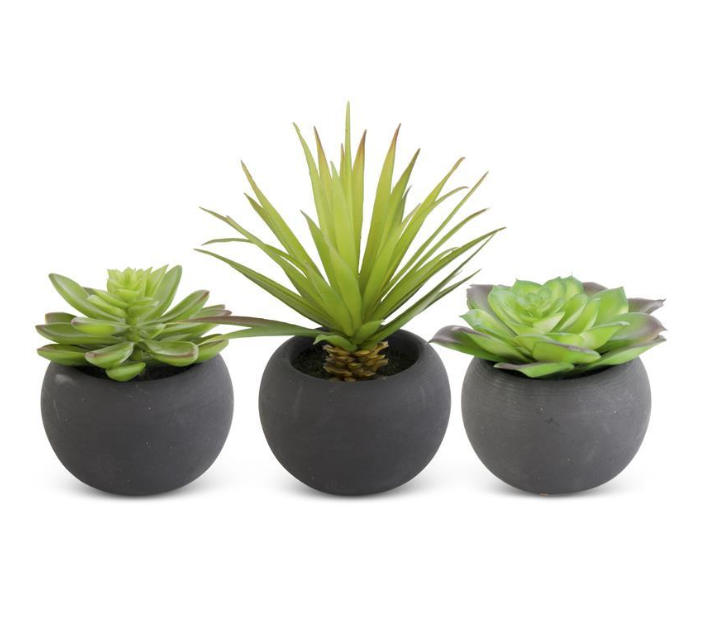 Succulents in Matte Black Pot