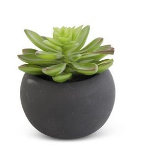 Succulents in Matte Black Pot