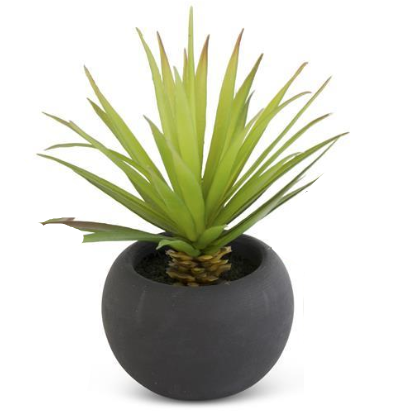 Succulents in Matte Black Pot