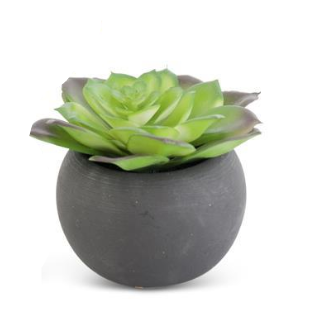 Succulents in Matte Black Pot
