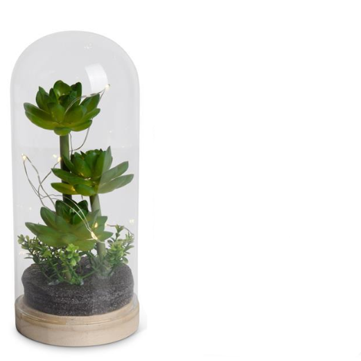 Dome LED Succulent Terrariums w/Timer