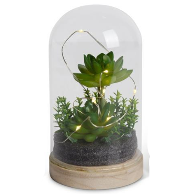 Dome LED Succulent Terrariums w/Timer