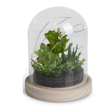 Dome LED Succulent Terrariums w/Timer