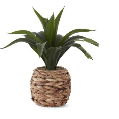 Tropical Foliage Plants in Woven Round Pots w/Faux Rocks