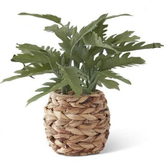 Tropical Foliage Plants in Woven Round Pots w/Faux Rocks