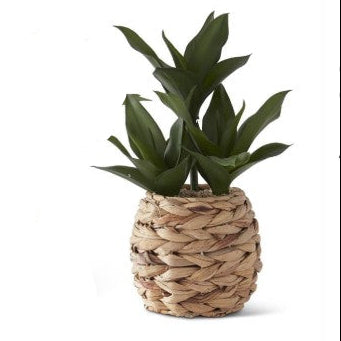 Tropical Foliage Plants in Woven Round Pots w/Faux Rocks