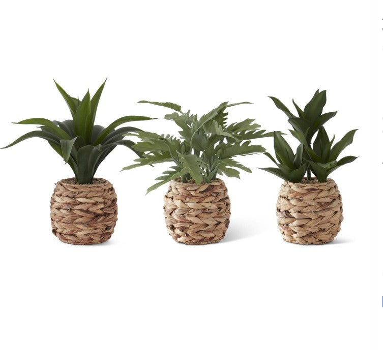 Tropical Foliage Plants in Woven Round Pots w/Faux Rocks