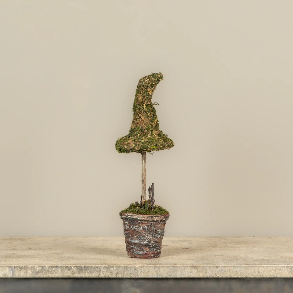 POTTED MOSS WITCH'S HAT