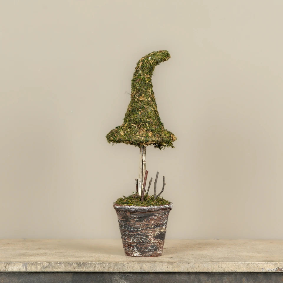 POTTED MOSS WITCH'S HAT