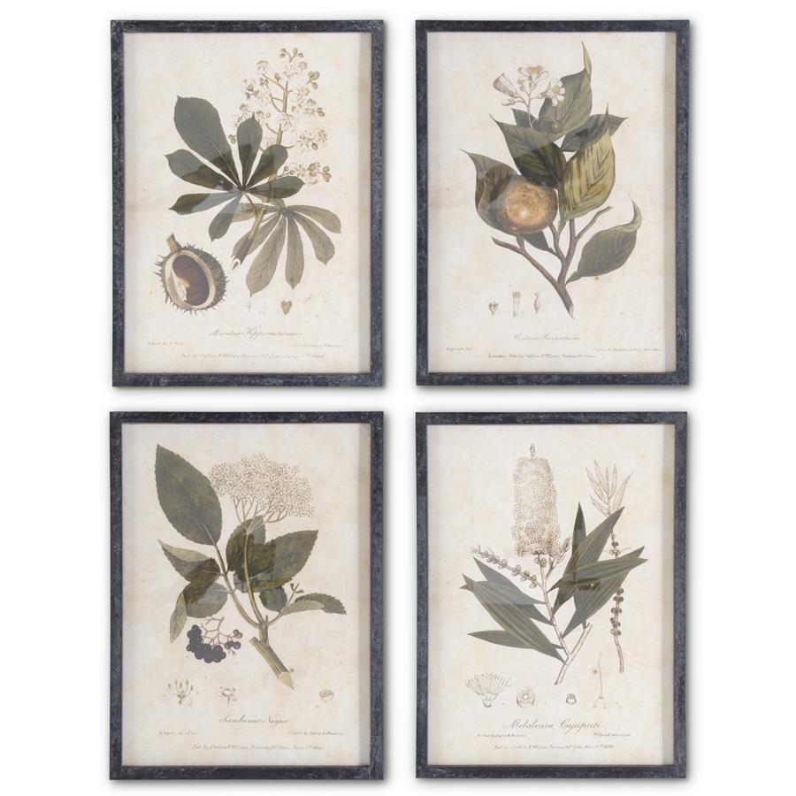 BOTANICAL PRINTS W/DARK FIR WOOD FRAME, set of four