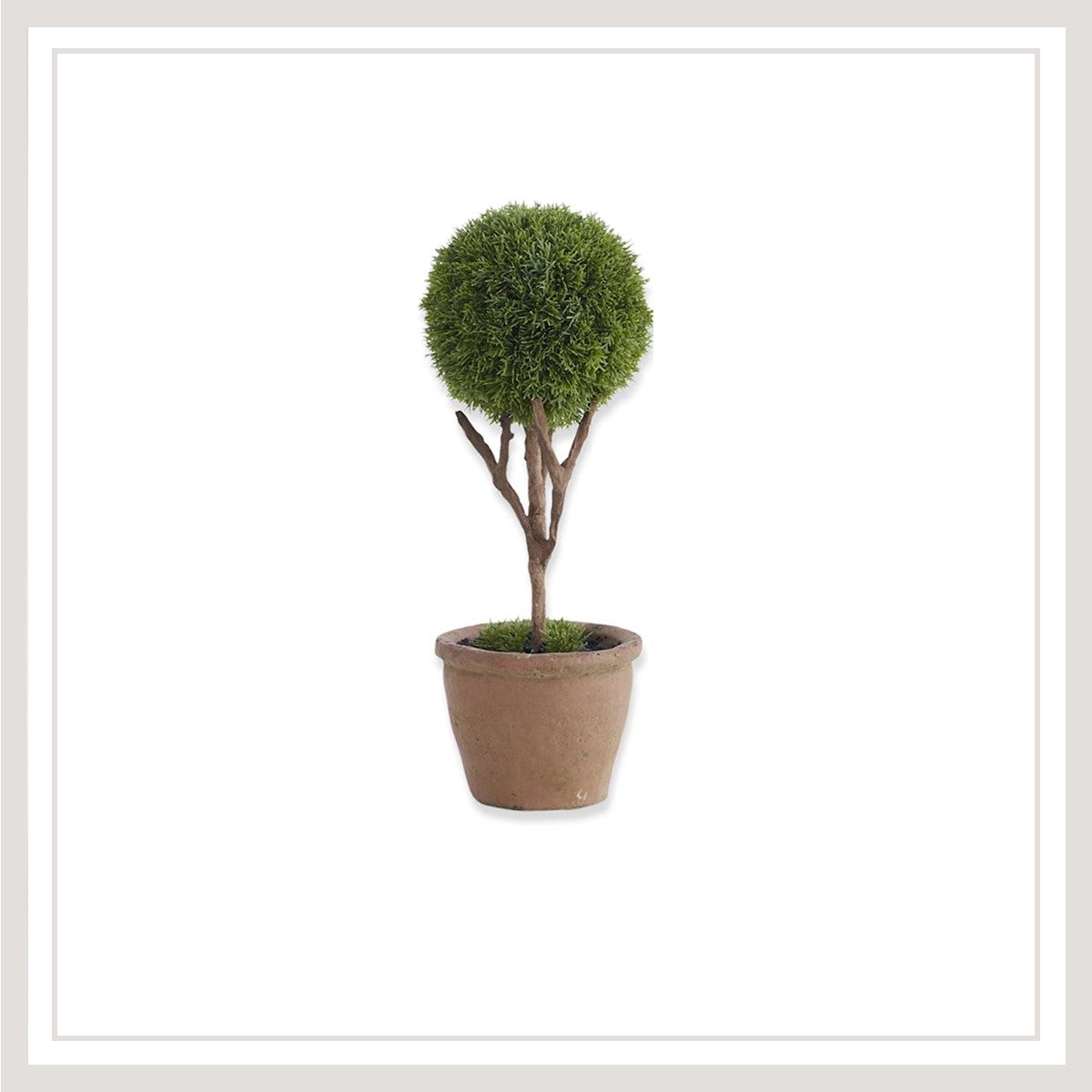 Cypress Topiary Tree in Pot 11